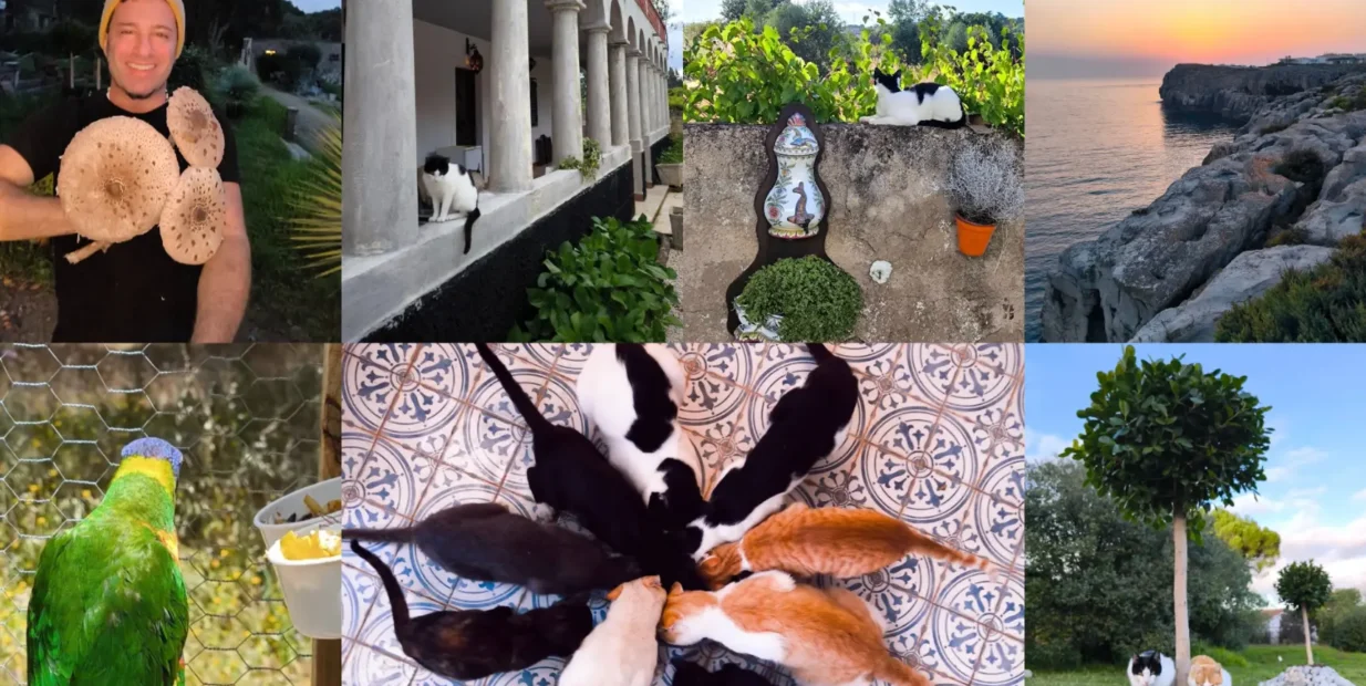 Collage from a rural volunteer project near Lisbon, Portugal: host holding wild mushrooms, cloistered farmhouse, sunset on a rocky coast, green parrot in an aviary, a circle of cats eating on patterned tiles, and a garden scene with a cat by a pebble mound and tree.