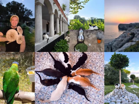 Collage from a rural volunteer project near Lisbon, Portugal: host holding wild mushrooms, cloistered farmhouse, sunset on a rocky coast, green parrot in an aviary, a circle of cats eating on patterned tiles, and a garden scene with a cat by a pebble mound and tree.