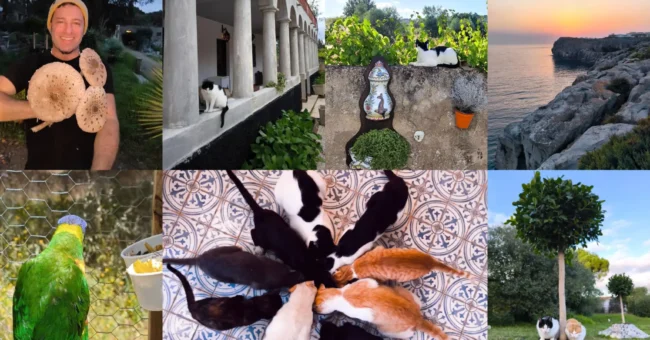 Collage from a rural volunteer project near Lisbon, Portugal: host holding wild mushrooms, cloistered farmhouse, sunset on a rocky coast, green parrot in an aviary, a circle of cats eating on patterned tiles, and a garden scene with a cat by a pebble mound and tree.