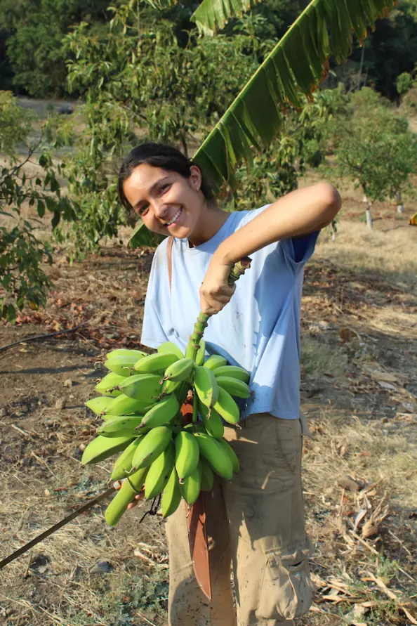 Freshly harvested bananas (plátanos) at Roca de Hadas eco village project in South Jalisco, Mexico.