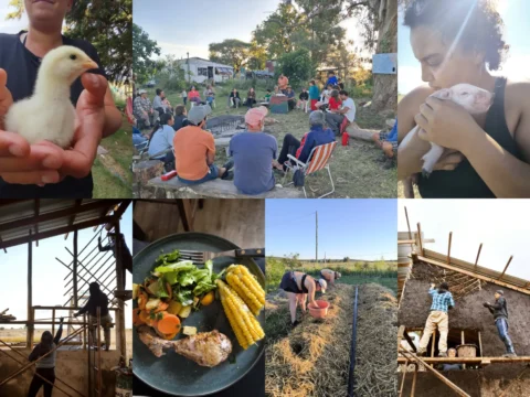 Volunteer in Uruguay farm exchange collage, yurt stay, garden work, chickens, shared meals and bioconstruction.