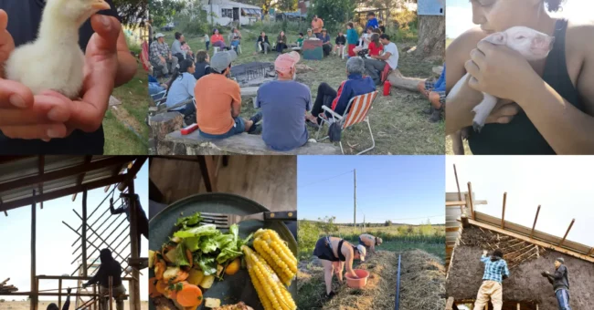 Volunteer in Uruguay farm exchange collage, yurt stay, garden work, chickens, shared meals and bioconstruction.