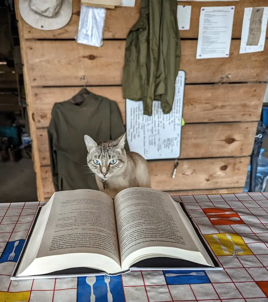 Cat behind an open book on a table in a shared space at Roca de Hadas, South Jalisco, Mexico.