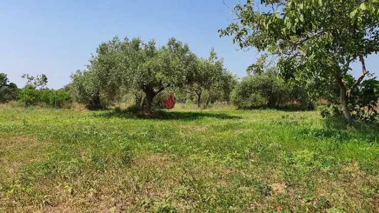 Olive orchard near Vinaros, Castellon, Spain, with mature olive trees and a shaded resting spot in a grassy field on a sunny day.