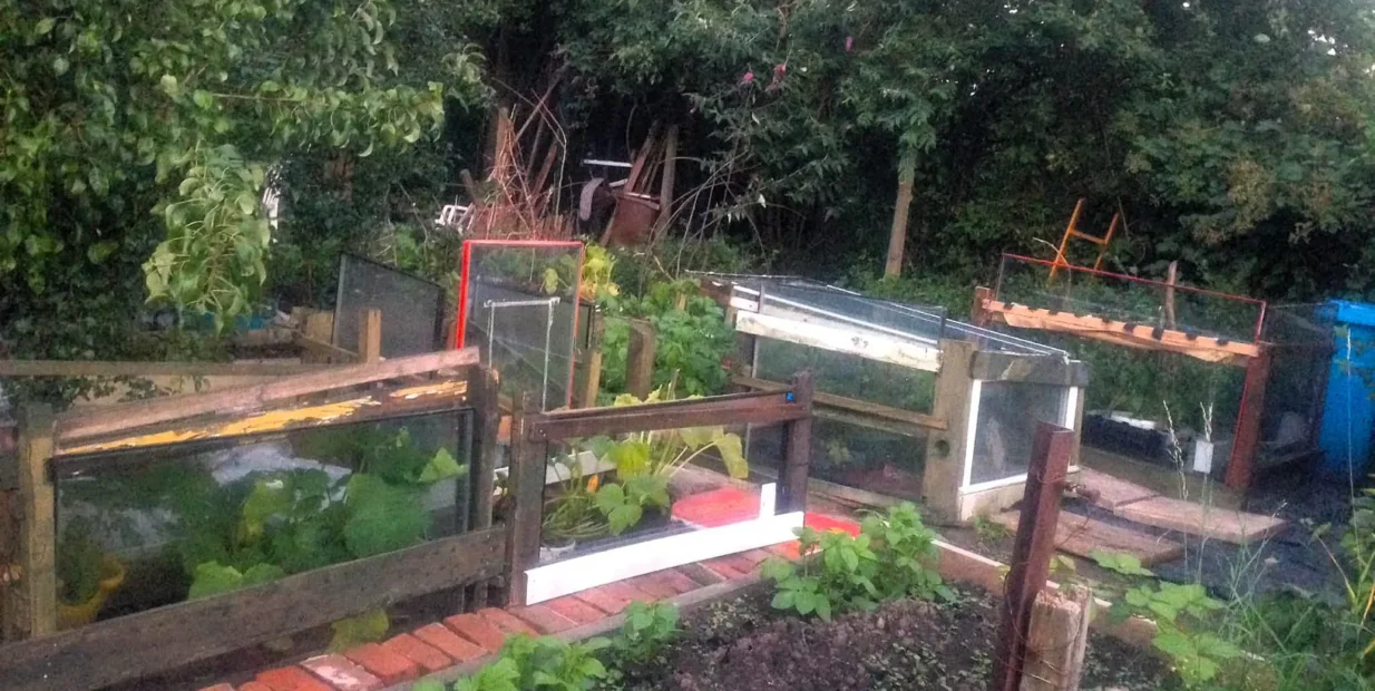 Raised beds and cold frames on a green urban allotment in Manchester, with brick paths and young vegetable plants.