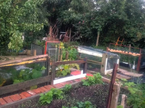 Raised beds and cold frames on a green urban allotment in Manchester, with brick paths and young vegetable plants.