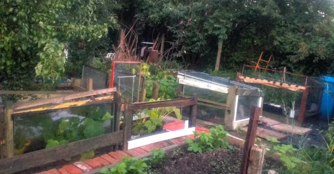 Raised beds and cold frames on a green urban allotment in Manchester, with brick paths and young vegetable plants.