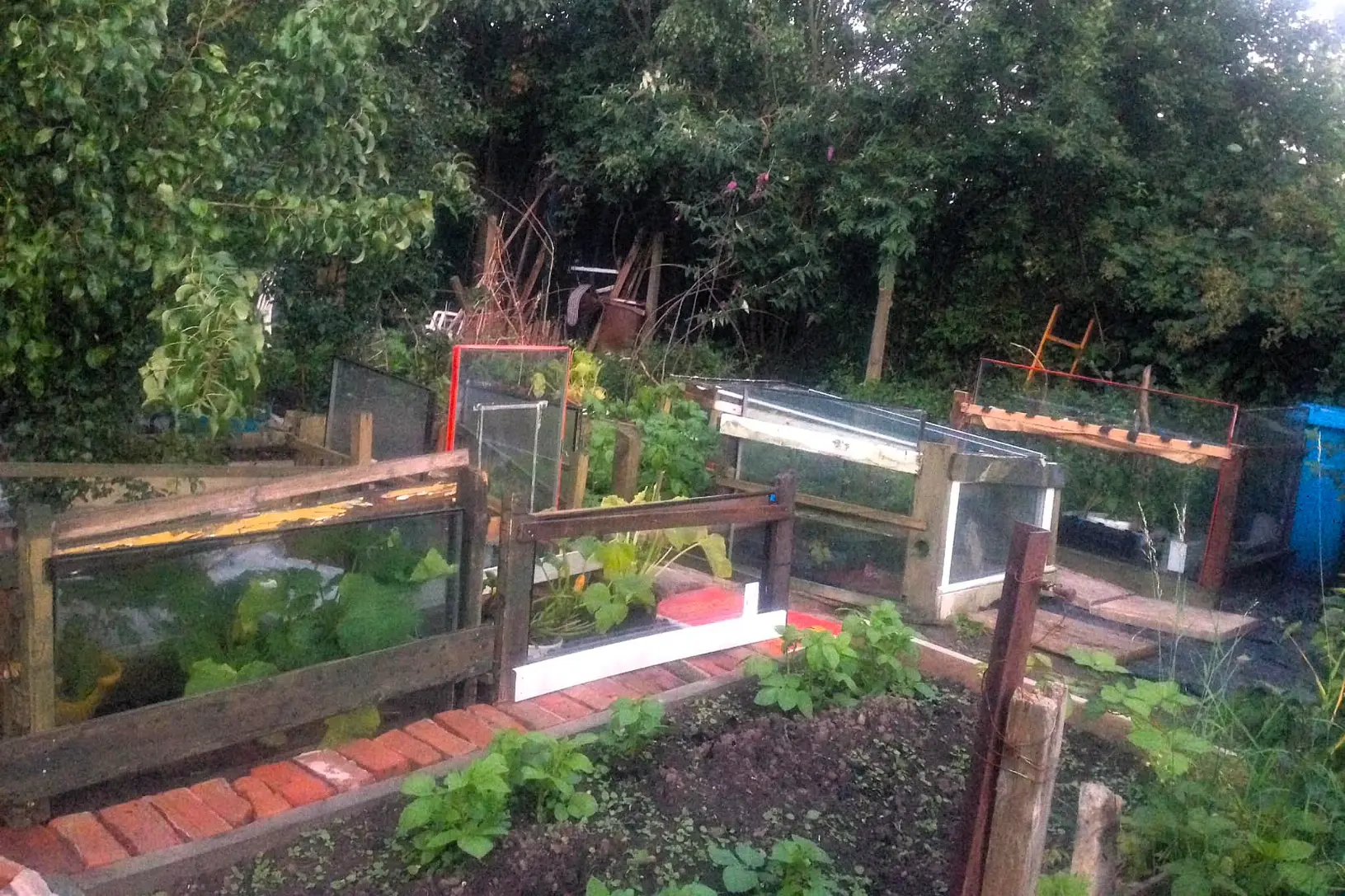 Raised beds and cold frames on a green urban allotment in Manchester, with brick paths and young vegetable plants.