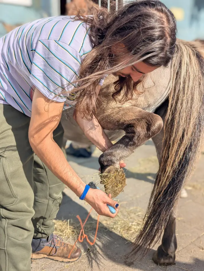 volunteer caring for a small pony inside a stable at Terragon nature camp in Amsterdam, Netherlands, during a supervised outdoor learning activity.