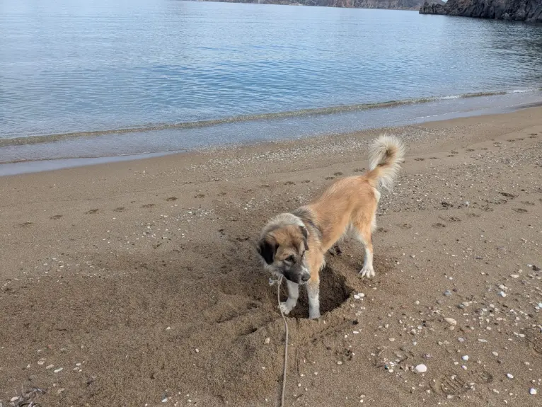 A tan dog digging a deep hole in the sand on a quiet beach beside calm sea on Milos island, Greece.