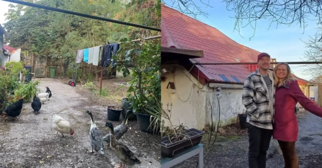 Project Urkraft volunteer farm in Westerbroek, Groningen, chickens and ducks in a rustic courtyard.