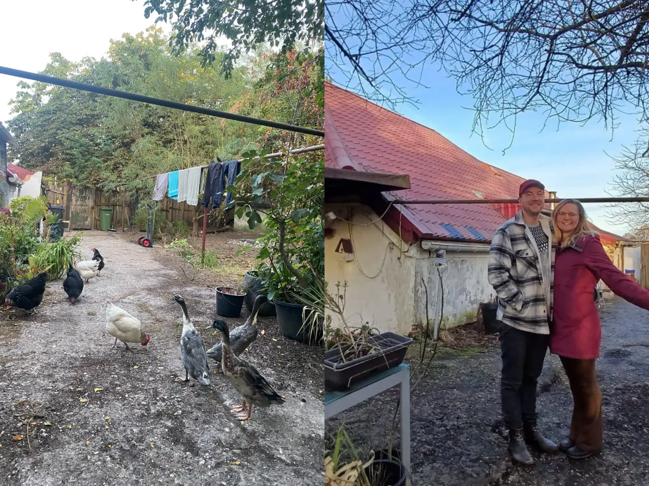 Project Urkraft volunteer farm in Westerbroek, Groningen, chickens and ducks in a rustic courtyard.