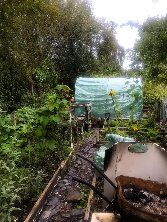 Green urban allotment in Manchester with raised beds, a polytunnel and narrow paths between vegetable plots, showing the gardening work exchange setting.
