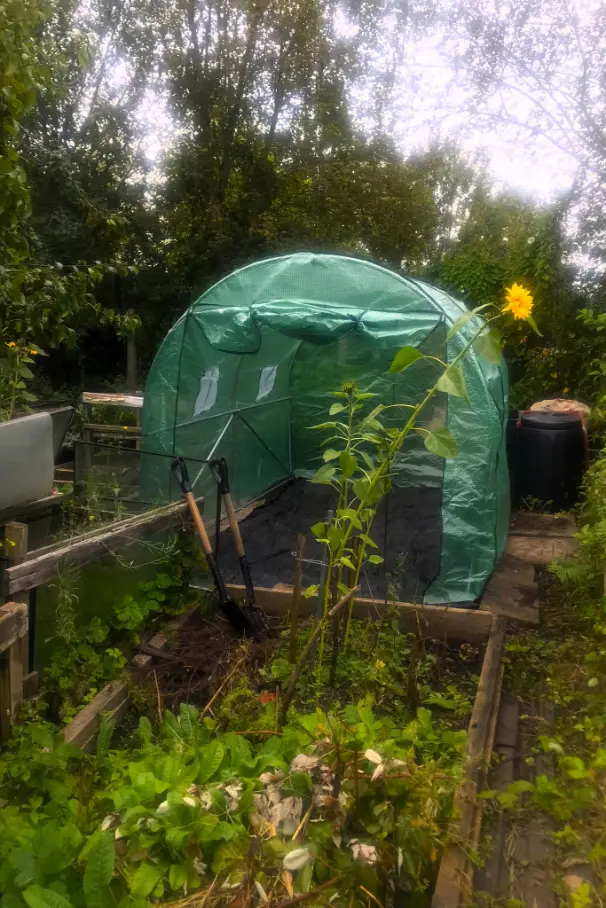 Urban Manchester allotment with a small green polytunnel, raised beds and garden tools, showing a volunteer gardening work exchange setting.