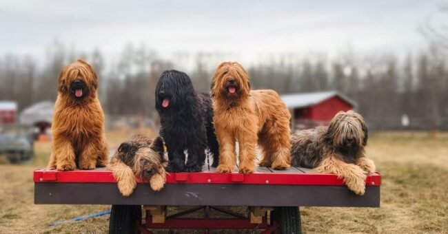 Five Briard dogs standing together on a small trailer in a rural field near Calgary, Alberta, Canada. The dogs are part of a therapy and service dog team involved in the Sanctuary on Wheels volunteer project.
