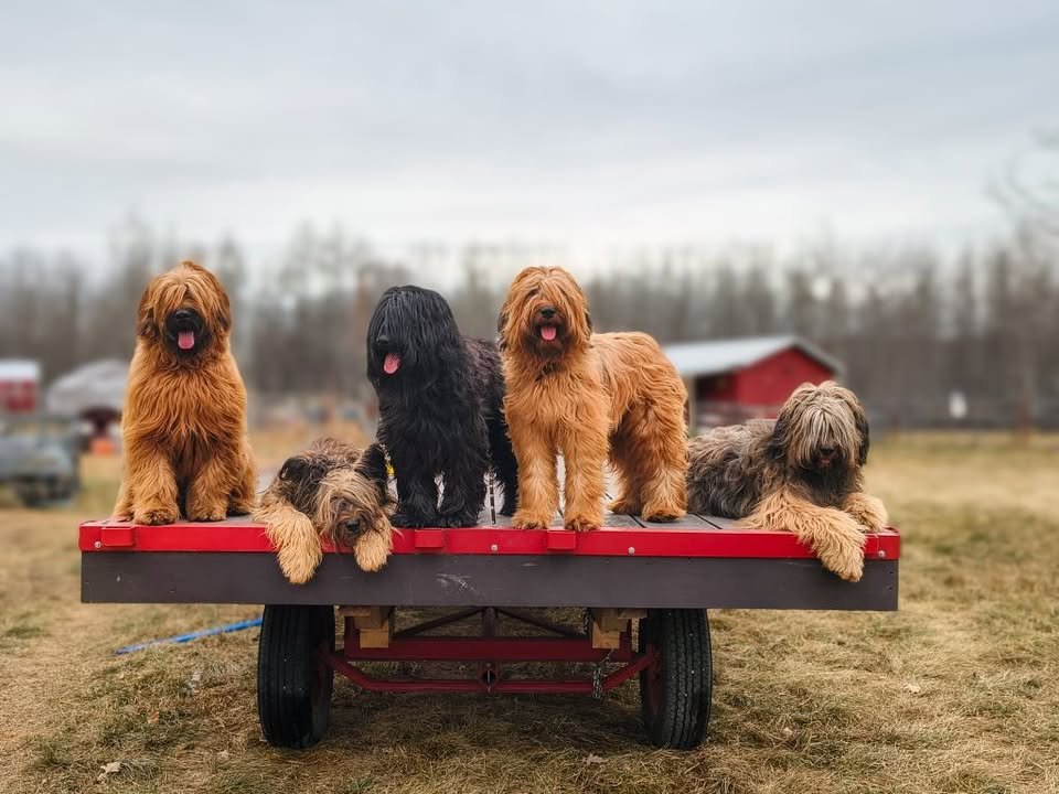 Five Briard dogs standing together on a small trailer in a rural field near Calgary, Alberta, Canada. The dogs are part of a therapy and service dog team involved in the Sanctuary on Wheels volunteer project.