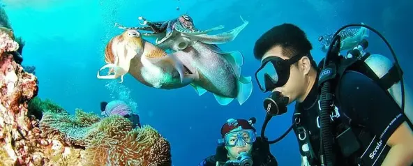 Scuba diver underwater near coral reef watching a large squid-like sea creature, with another diver in the background in clear blue water.
