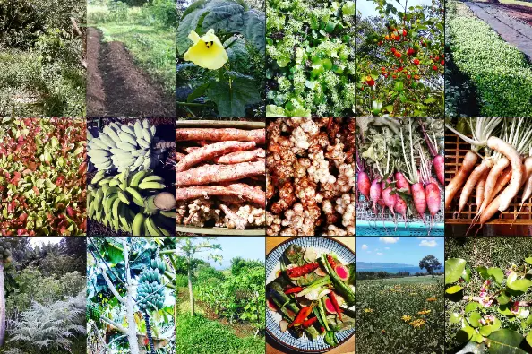 Collage of crops and harvests from a permaculture farm in Haleiwa, Hawaii, including vegetable beds, bananas, root crops, leafy greens, flowers, and fresh produce grown with organic methods