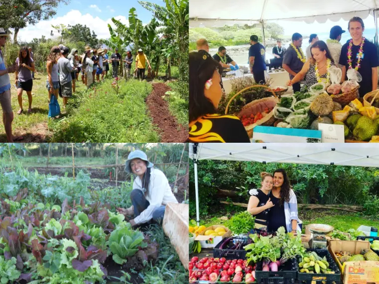 Collage of volunteers and fresh produce at a permaculture farm in Haleiwa, Hawaii, showing garden work, farm tours, vegetable harvesting, and community market activities