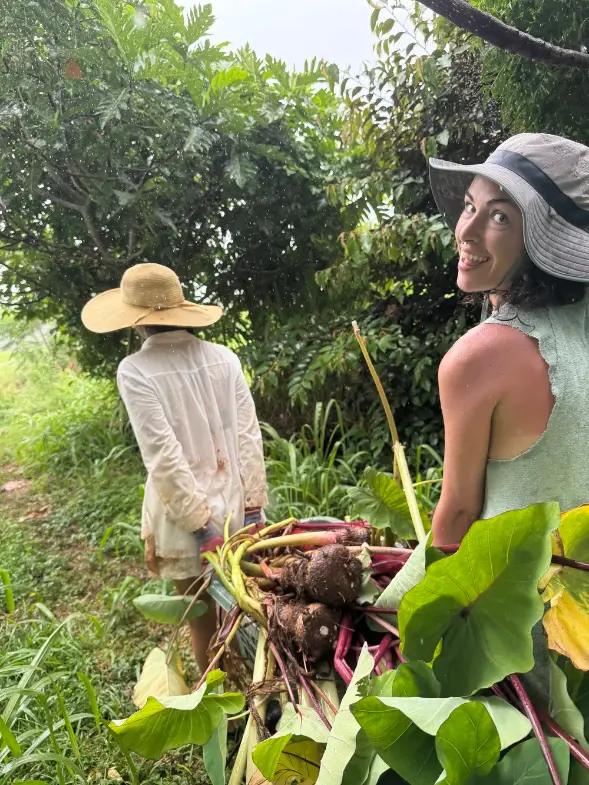 Two volunteers working in the rain on a tropical organic farm in Haleiwa, Hawaii, carrying freshly harvested root crops and leafy plants through the garden
