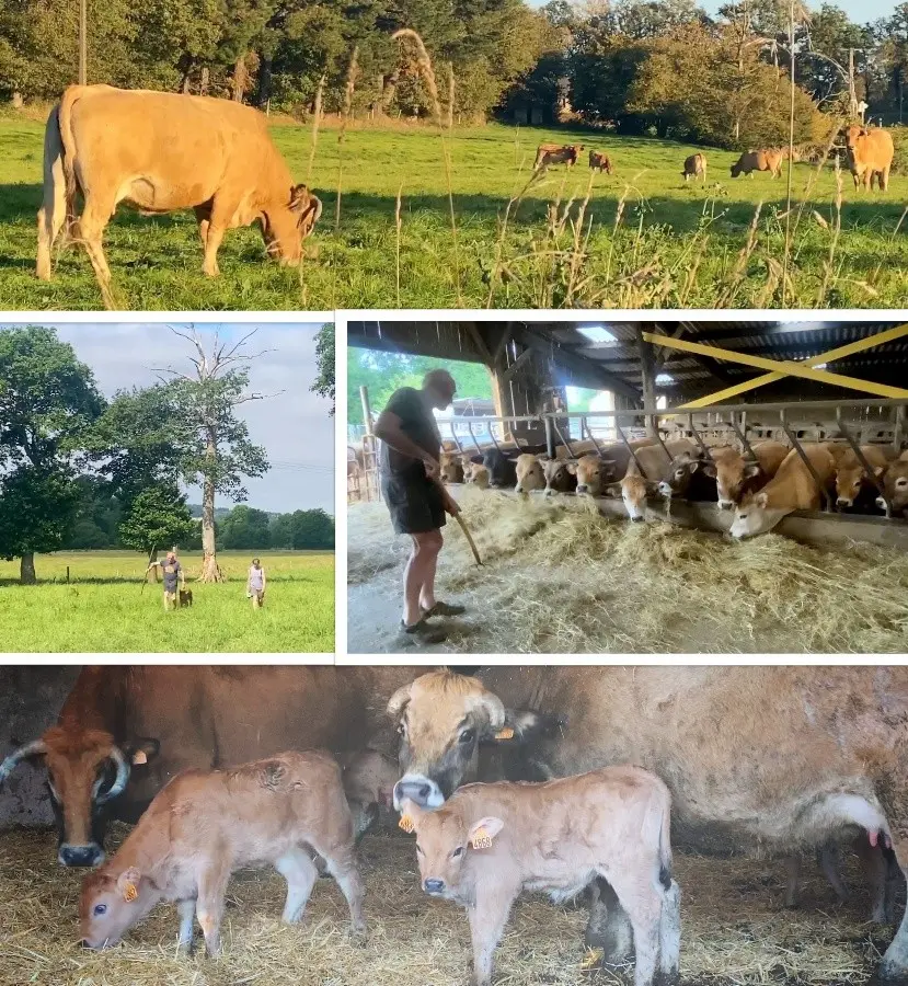 Collage showing Aubrac cattle grazing in green fields, cows feeding in a barn, calves on straw, and people walking across a farm in Brittany, France