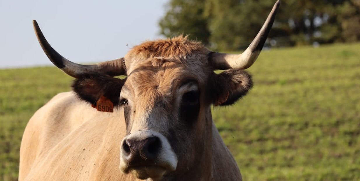 Aubrac cow with long curved horns standing in a grassy field in rural France