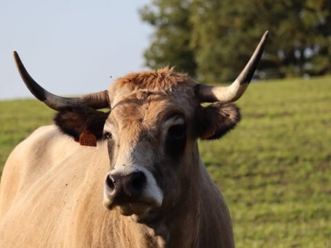 Aubrac cow with long curved horns standing in a grassy field in rural France