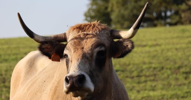 Aubrac cow with long curved horns standing in a grassy field in rural France