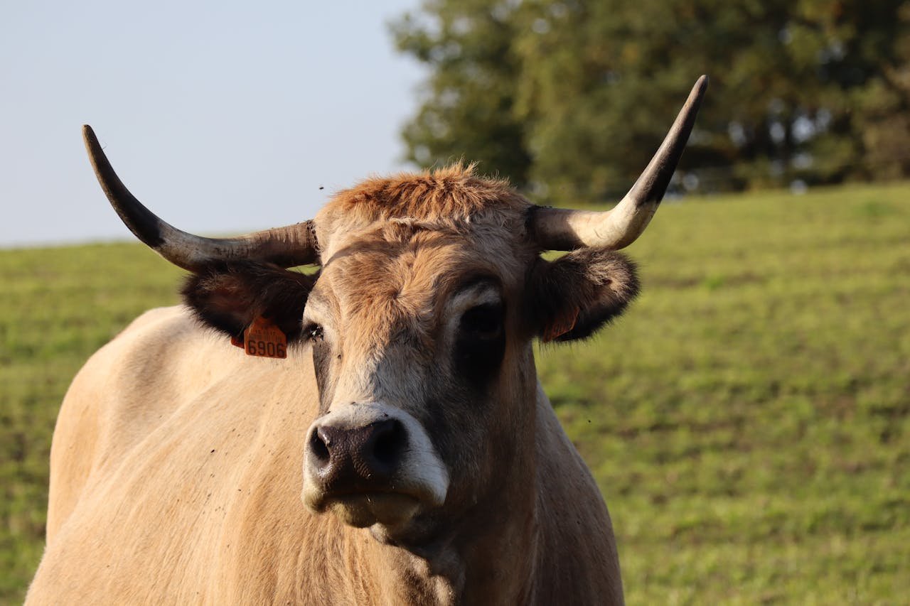 Aubrac cow with long curved horns standing in a grassy field in rural France