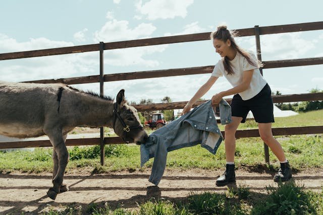 Young female volunteer interacting with a donkey inside a fenced farm area, representing animal safety and responsible volunteer work with animals.