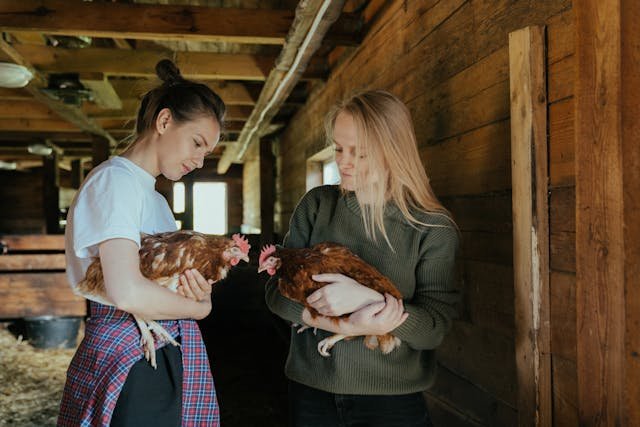 Two young volunteers holding chickens inside a wooden barn while helping with daily animal care on a farm.