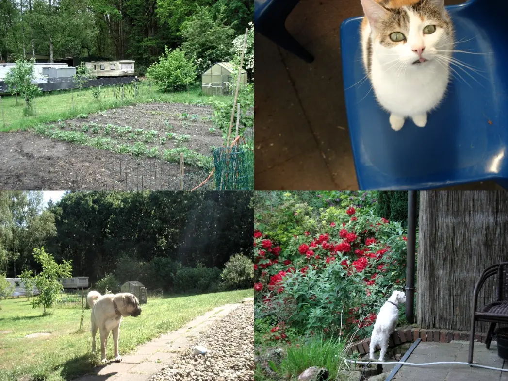 Collage showing the garden, vegetable area, cat and dogs at a private home in Nordhorn, Germany, where volunteers can help with gardening, animal care, cleaning and general home tasks.