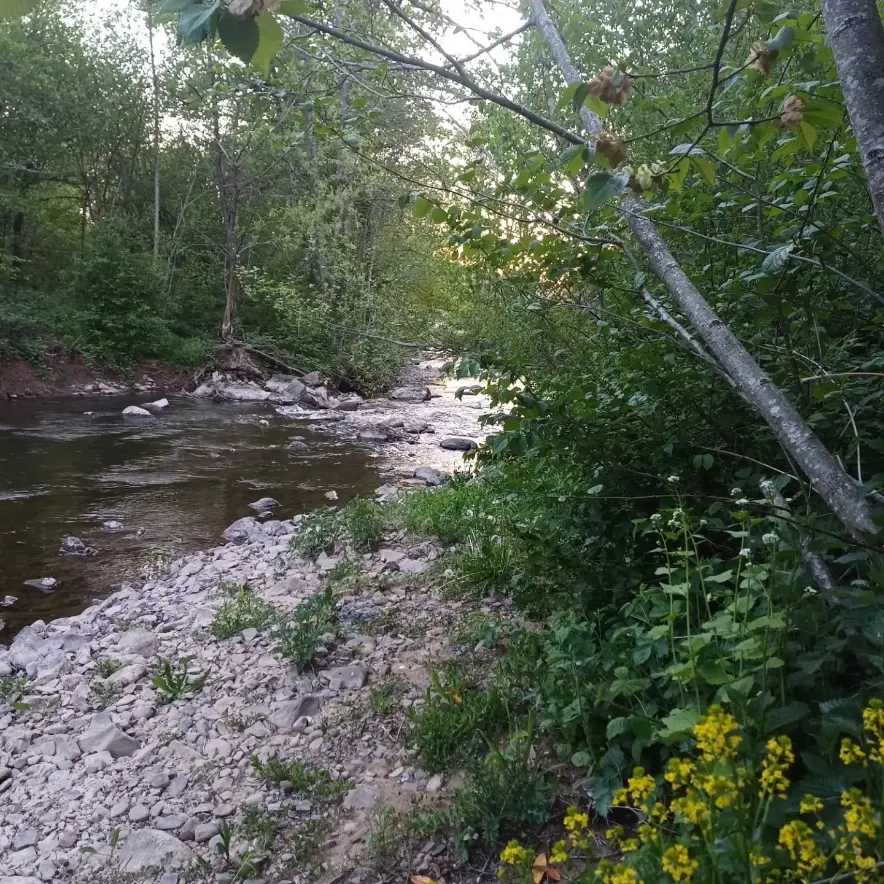 Aisne river beside an off-grid eco-habitat in rural Durbuy, Belgium, surrounded by trees and wild nature