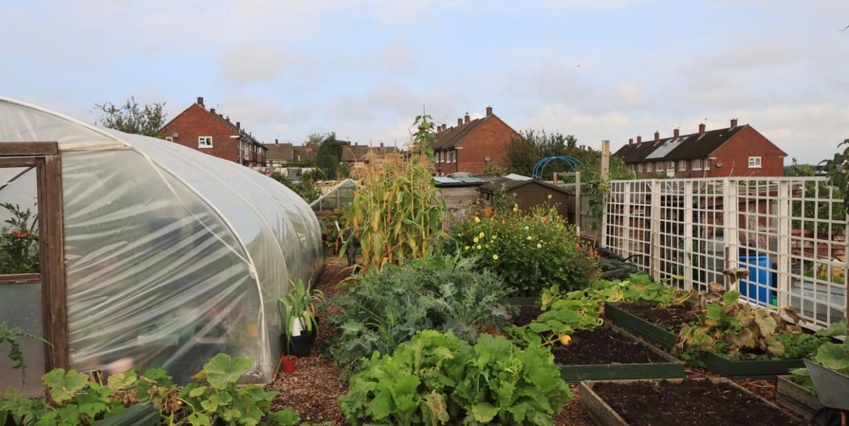 A community garden with raised beds, vegetables, flowers and a greenhouse, representing regenerative living, ecovillage practices and local food growing.