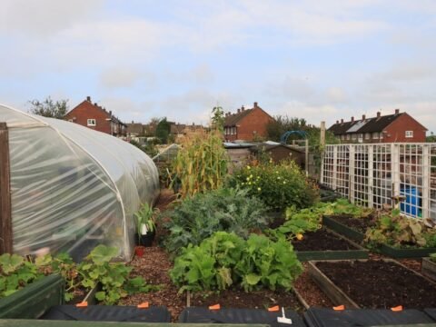 A community garden with raised beds, vegetables, flowers and a greenhouse, representing regenerative living, ecovillage practices and local food growing.