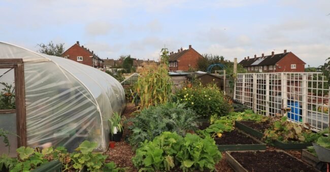 A community garden with raised beds, vegetables, flowers and a greenhouse, representing regenerative living, ecovillage practices and local food growing.
