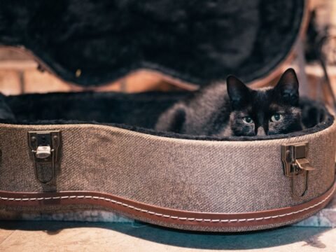 Black cat resting inside an open guitar case, representing music and animal welfare volunteering.