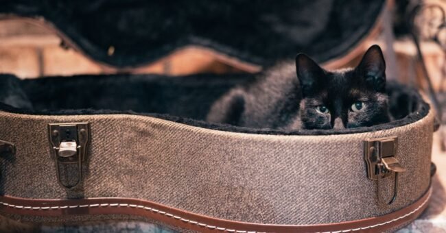 Black cat resting inside an open guitar case, representing music and animal welfare volunteering.