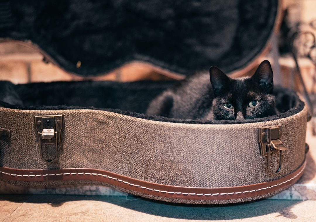 Black cat resting inside an open guitar case, representing music and animal welfare volunteering.