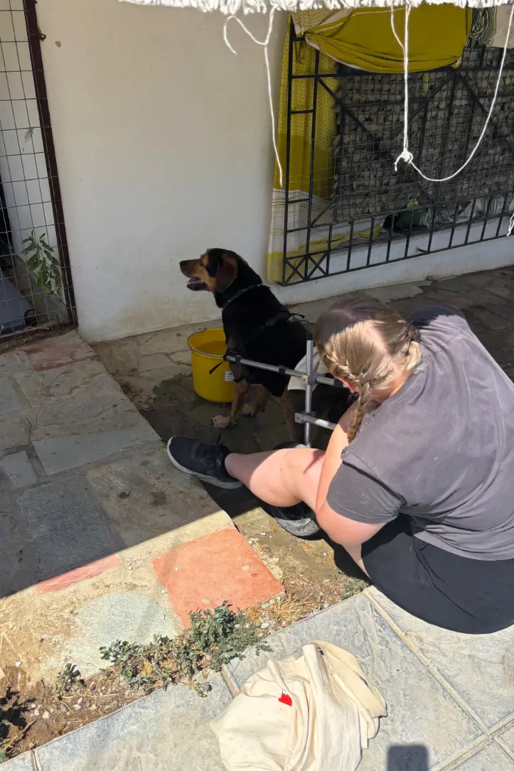Volunteer spending time with a rescued dog at Hopeland