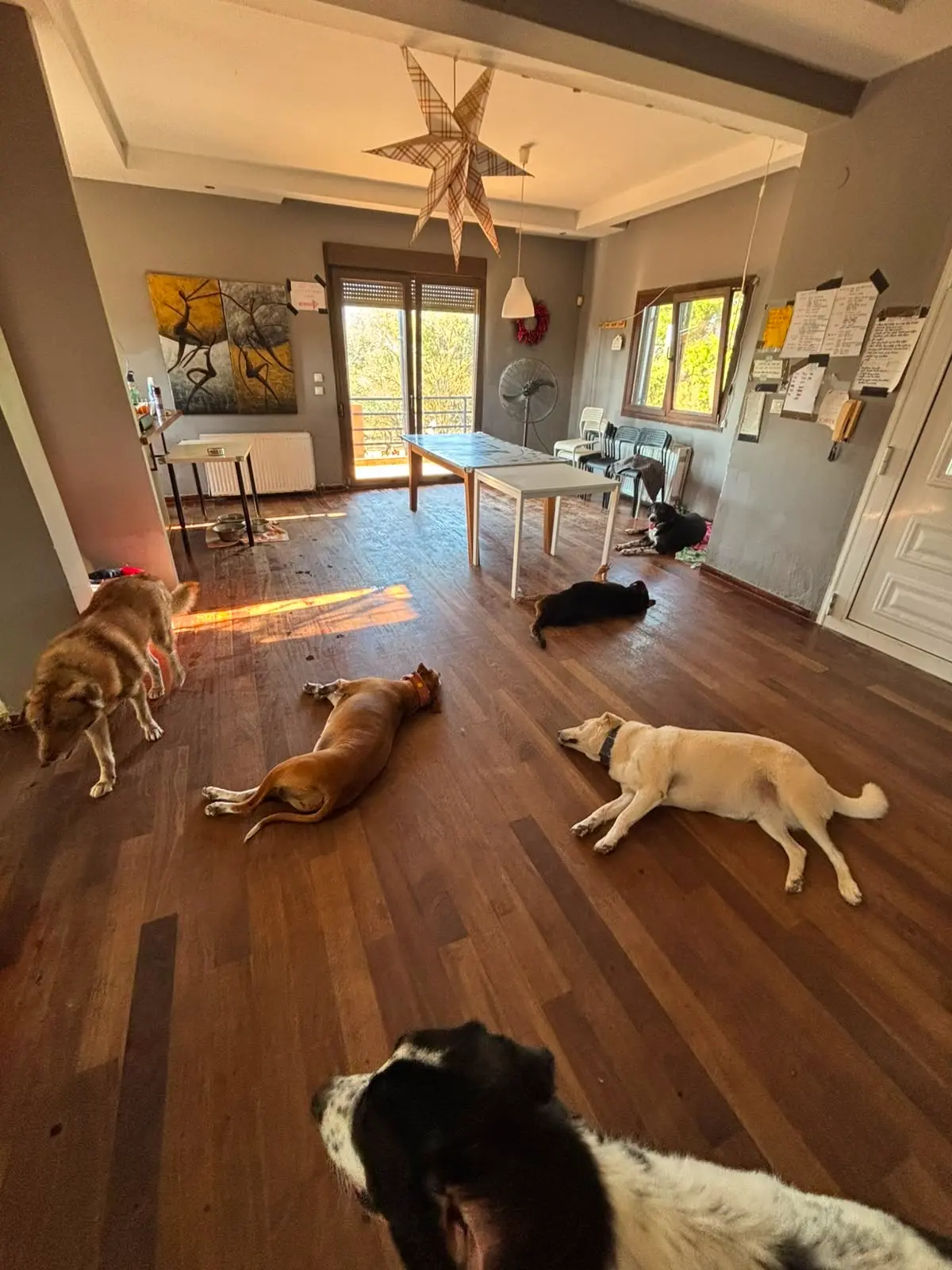 Rescued dogs living together inside Hopeland Dog Sanctuary