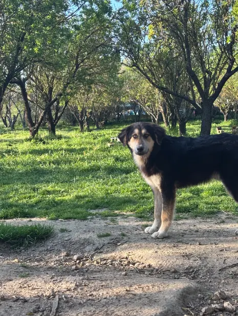 Rescued dog standing in a green outdoor area at Hopeland