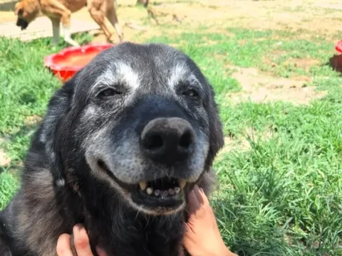Rescued dog at Hopeland Dog Sanctuary near Thessaloniki, Greece
