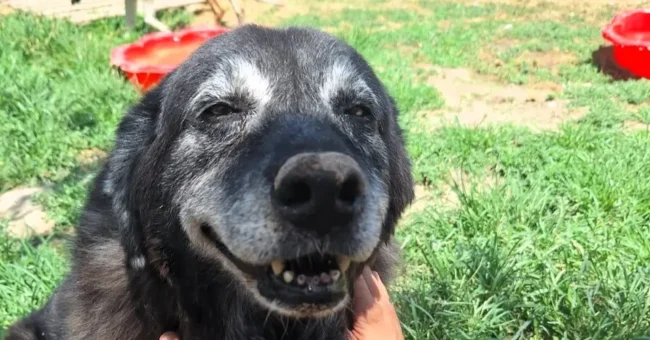 Rescued dog at Hopeland Dog Sanctuary near Thessaloniki, Greece