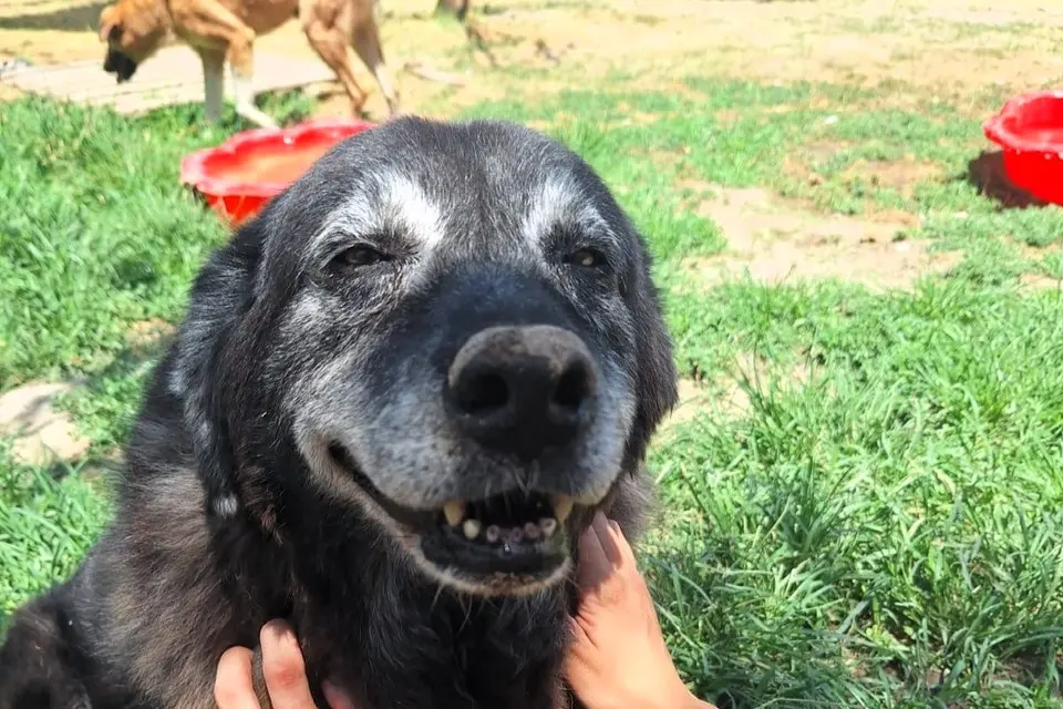 Rescued dog at Hopeland Dog Sanctuary near Thessaloniki, Greece