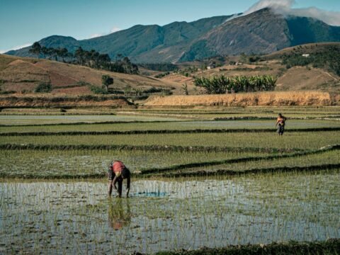 Farmers working in rice fields in rural Madagascar with green hills in the background
