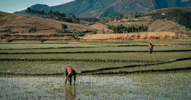 Farmers working in rice fields in rural Madagascar with green hills in the background