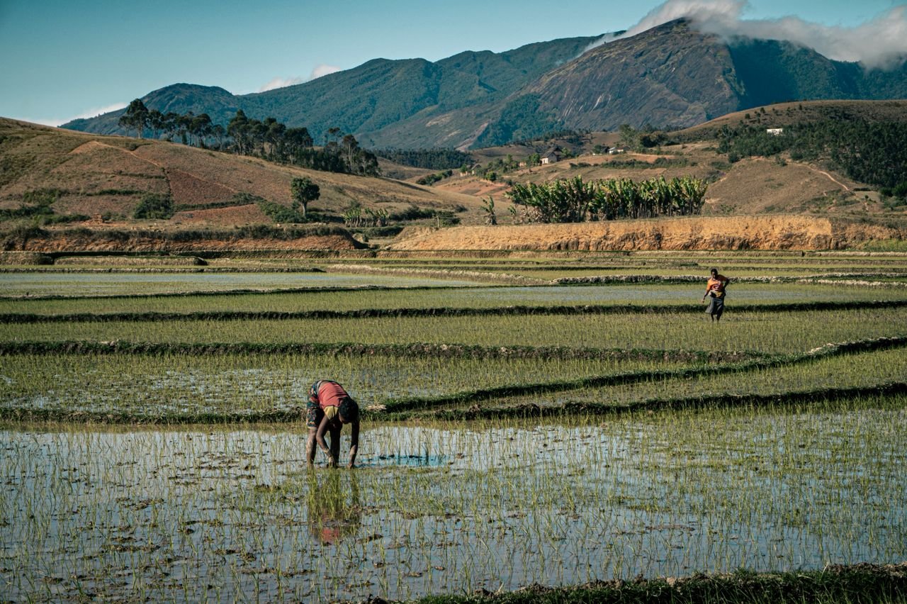 Farmers working in rice fields in rural Madagascar with green hills in the background