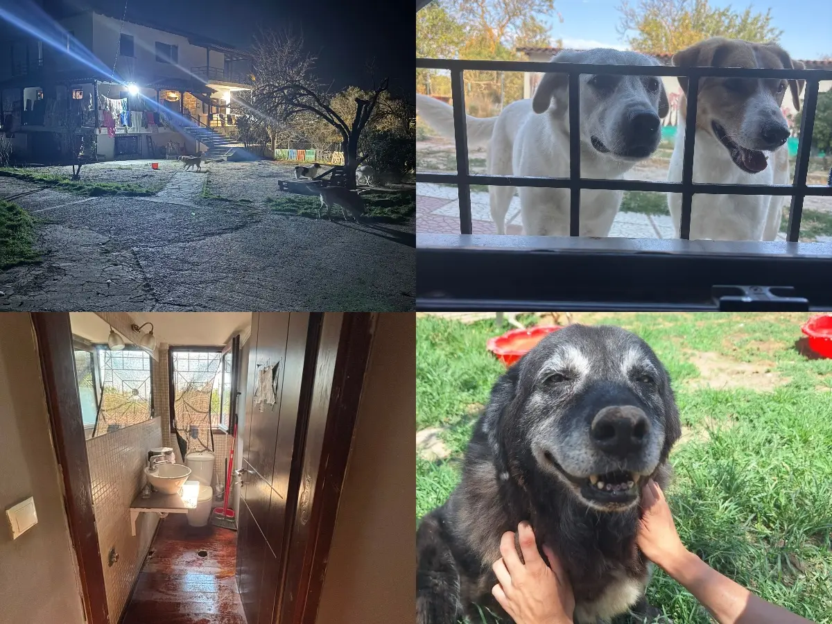 Collage showing Hopeland sanctuary facilities, outdoor area and rescued dogs
