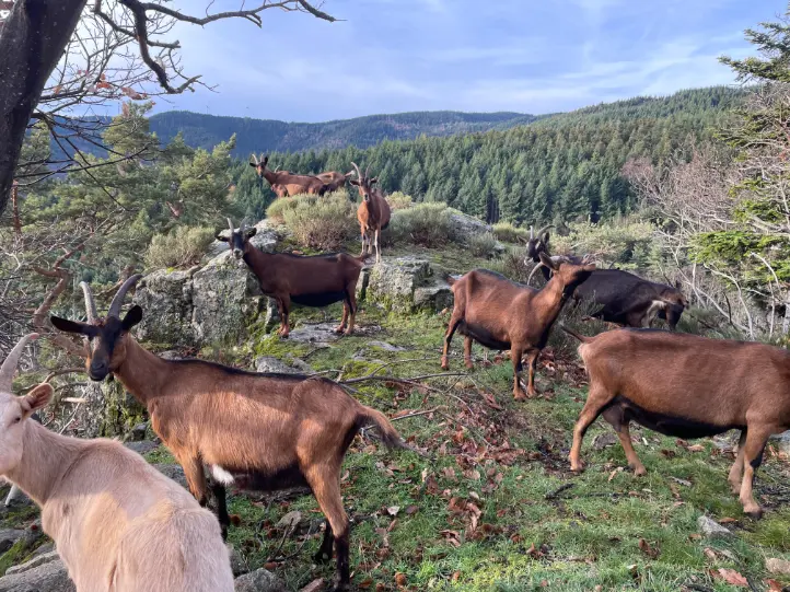 Goats grazing in the mountain landscape around Evelyne’s home in Ardèche, where volunteers join a rural farm and cultural exchange